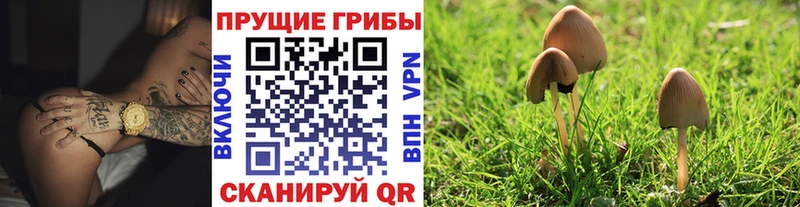 где купить наркотик Пикалёво OMG как зайти Псилоцибиновые грибы Magic Shrooms